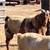 Dapple Boer goats 11 thumbnail