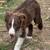 Nugget the Border Collie 6 thumbnail