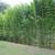 Bamboo Plants for Privacy ~ Expert Advice ~ Delivery Available 7 thumbnail
