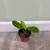 Bundle of 4 beautiful house plants 3 thumbnail