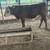 3 year old polled hereford bull 5 thumbnail