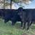 BLACK BEEFMASTER BULLS 3 thumbnail