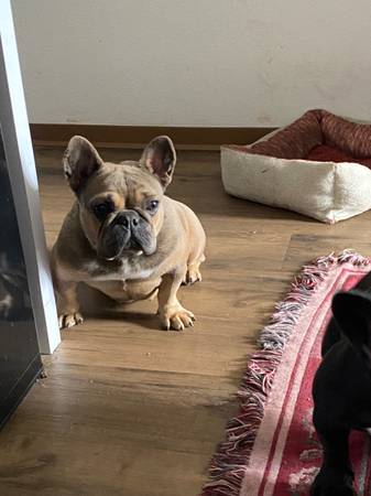 Bulldog francés adulto63804731313027121