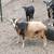 Goat Kids  , Many Available 9 thumbnail