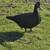 Muscovy hens 8 thumbnail