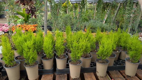 Lemon Cypress 1