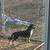 Female Dog 2 thumbnail
