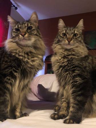 Bonded Pair In Need of a New Loving Home (San Jose)63890025929987120