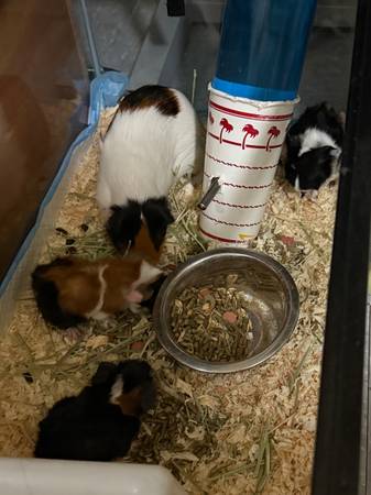 Cachorros de conejillo de Indias (Indio)63439082628993121