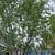 Yew and weeping willow 2 thumbnail
