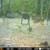 Big Thicket Hunting lease. 3 thumbnail