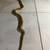 Snake (Retic) 3 thumbnail