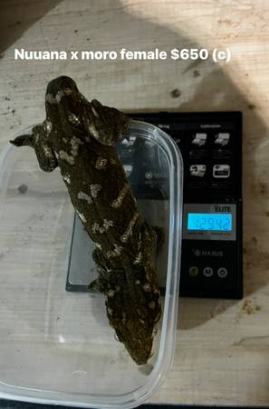 Leachianus giant gecko (Chicago)63961118222210122