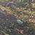 Chickens 12 thumbnail