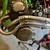 1969 Honda CB 160 with race engine 2 thumbnail