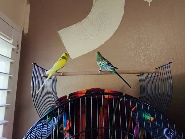 Rehoming two parakeets with all supplies (Mesa)63990137112834123