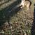 Dogs FREE to good homes 5 thumbnail