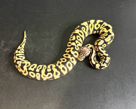 Rehoming ball pythons (Killeen)63839343191425122