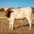 Longhorn bull/steer calves 7 thumbnail