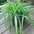 Spider plants 1 thumbnail