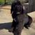Rehoming Bernedoodles 15 thumbnail