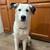 Mayley Sassy The great pyreness and husky mix 5 thumbnail