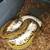 Beautiful ball python female 2 thumbnail