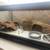 Leopard gecko 1 thumbnail