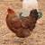 Laying pullets 4 thumbnail