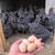 Healthy barred rock chickens and eggs for sale 2 thumbnail