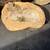 Queene Anne's County - Arborist Woodchips, Logs, Rounds, Grindings 20 thumbnail