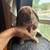 Bunny rabbit 1 thumbnail