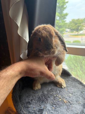 Bunny rabbit 1