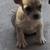 American bully mixed pups 4 thumbnail