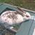 Rabbit 4 thumbnail