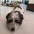 Found dog 2 thumbnail