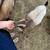 ADGA Registerable  Nigerian Dwarf Doeling 4 thumbnail