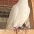 Highflyer Pigeon Pairs 11 thumbnail