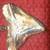 SALE! GOLD SHARKSTOOTH 14KT MARKED, A FABULOUS PIECE 2 thumbnail