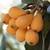 Live Loquat Tree, Golden Loquat Plant Live 1 thumbnail