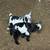 Nigerian dwarf goat bottle babies. 3 thumbnail