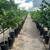 Rio Red Grapefruit Trees 5-6 Years old - 5-6 Feet Tall $120 12 thumbnail