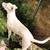 Dogo argentino/pit mix 1 thumbnail