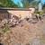 STUMP GRINDING & Surface Roots Removal by Brad Frederick's LLC 7 thumbnail