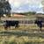 Simm & Sim-Angus Bred Cows 1 thumbnail