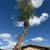 💎APARICIO's Landscaping, Tree, Concrete, Fences. References💎 15 thumbnail