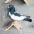 Afghan Pigeon 4 thumbnail