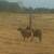 Dorper rams 1 thumbnail