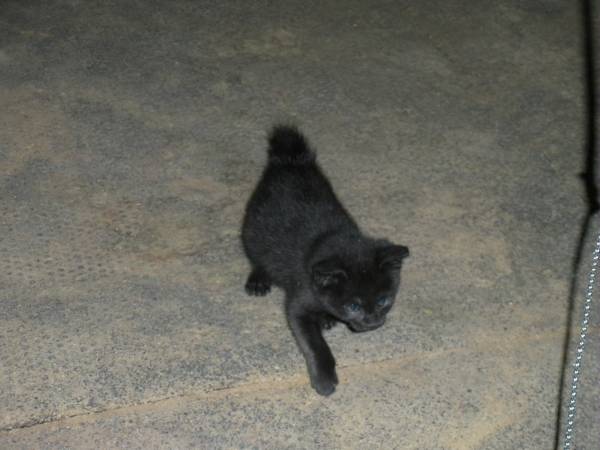 Manx kitten (Thorp, Wa,)63612104451585121