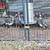 Guinea Fowl 3 thumbnail